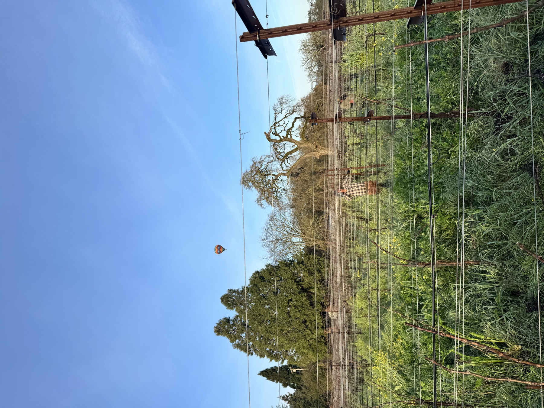 A hot-air balloon drifting over a Napa Valley vineyard at dawn