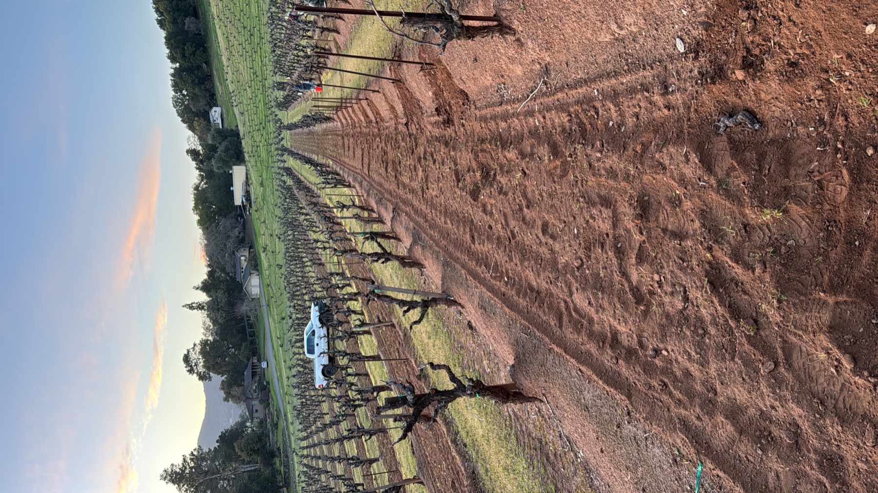 Vineyard rows stretching toward the hills at sunset
