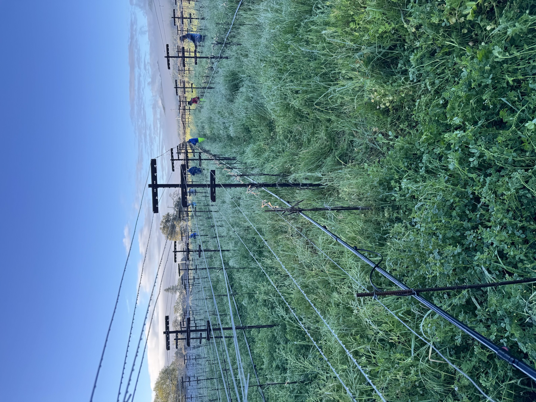Lush green vineyard rows with cover crop