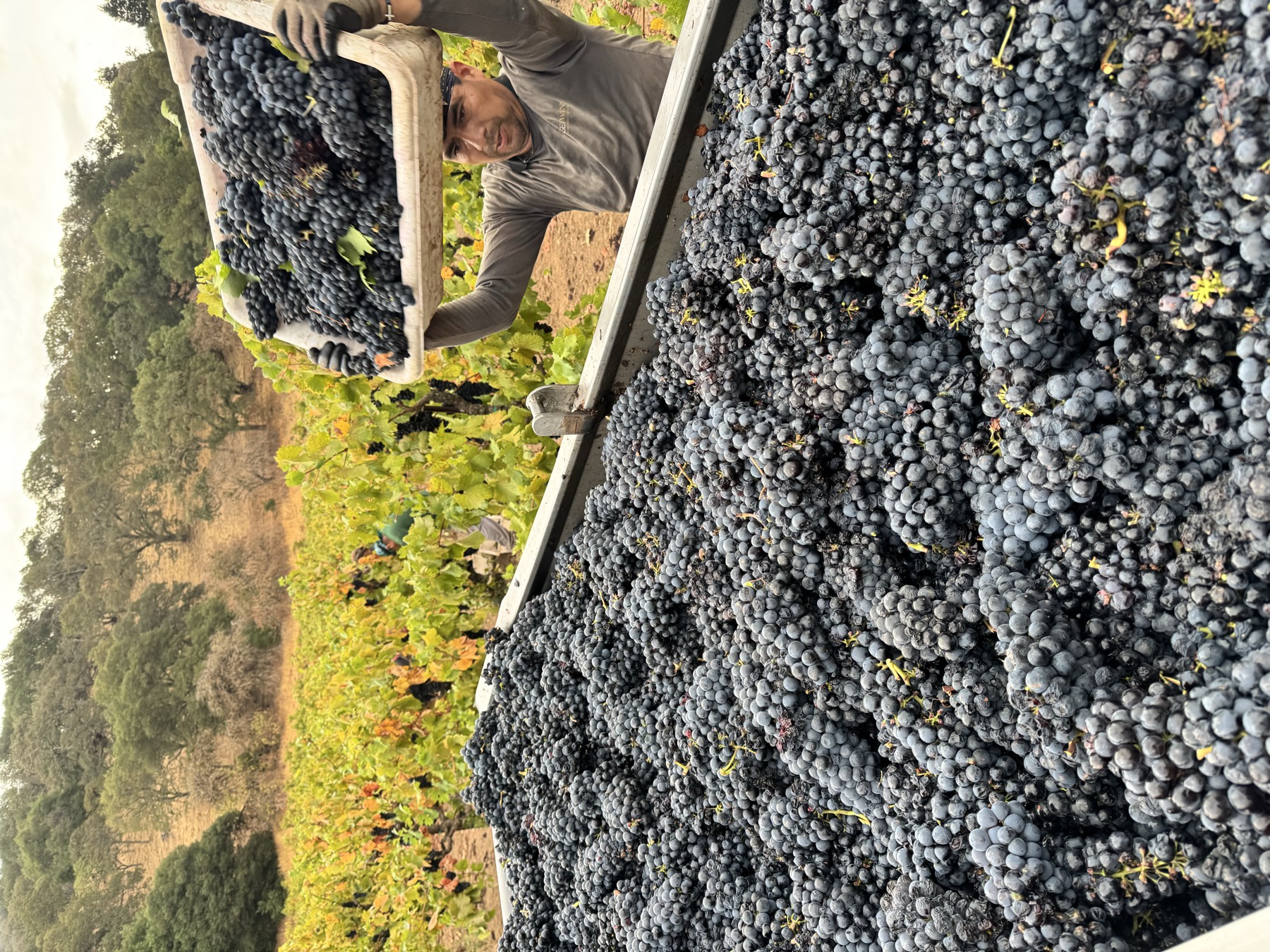 A bin of freshly harvested wine grapes at a Napa vineyard