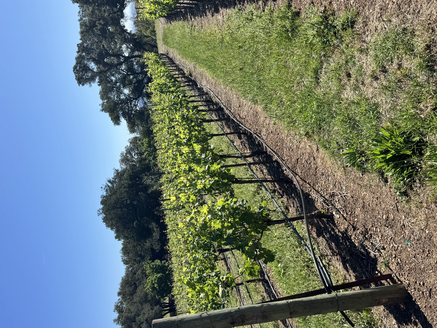 Young vines established and growing in a new vineyard