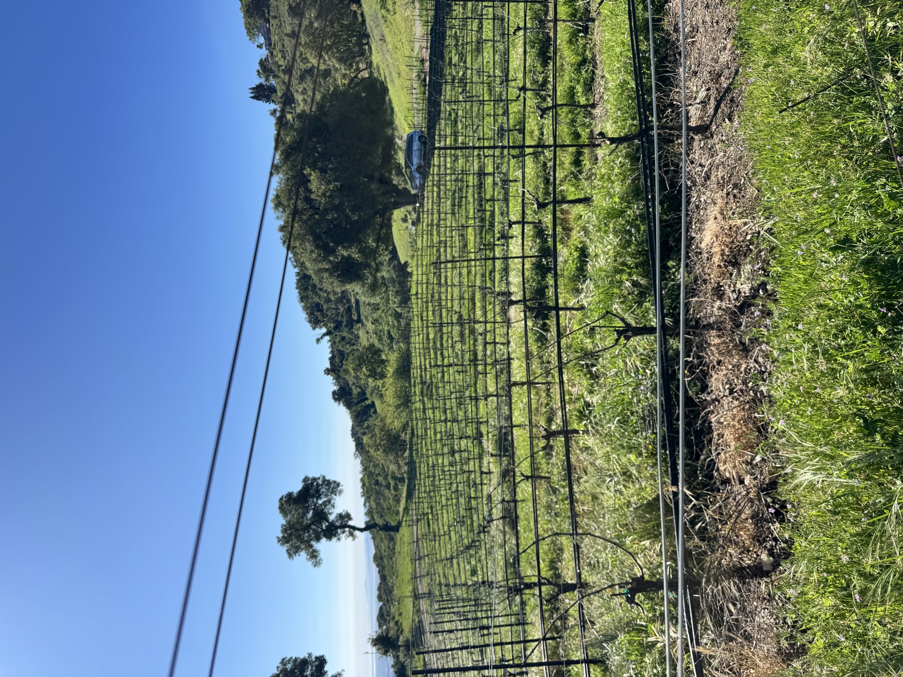Healthy green vineyard rows on a Napa hillside